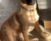 Belgian Shepherd Dog Malinois