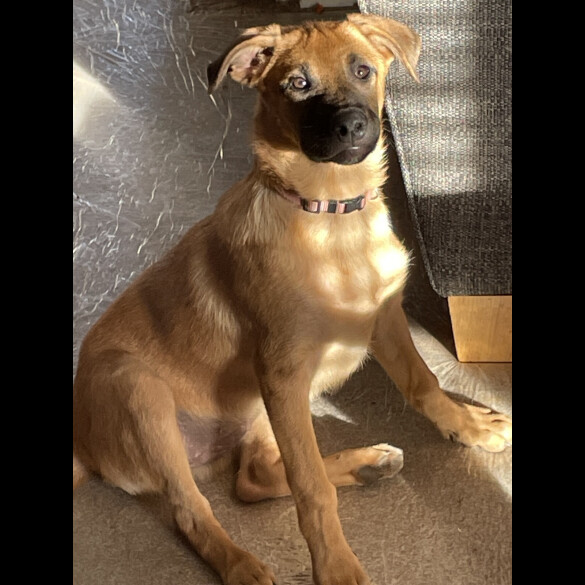 Belgian Shepherd Dog Malinois