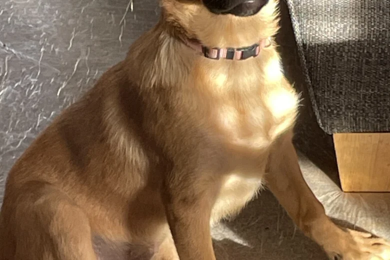Belgian Shepherd Dog Malinois