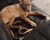 Belgian Shepherd Dog Malinois
