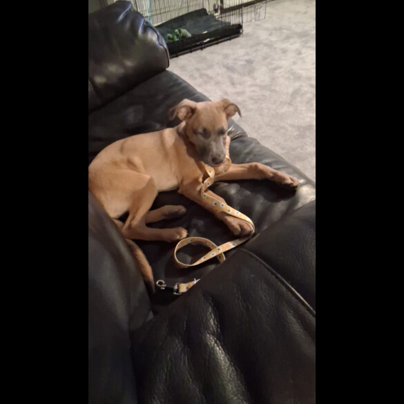 Belgian Shepherd Dog Malinois