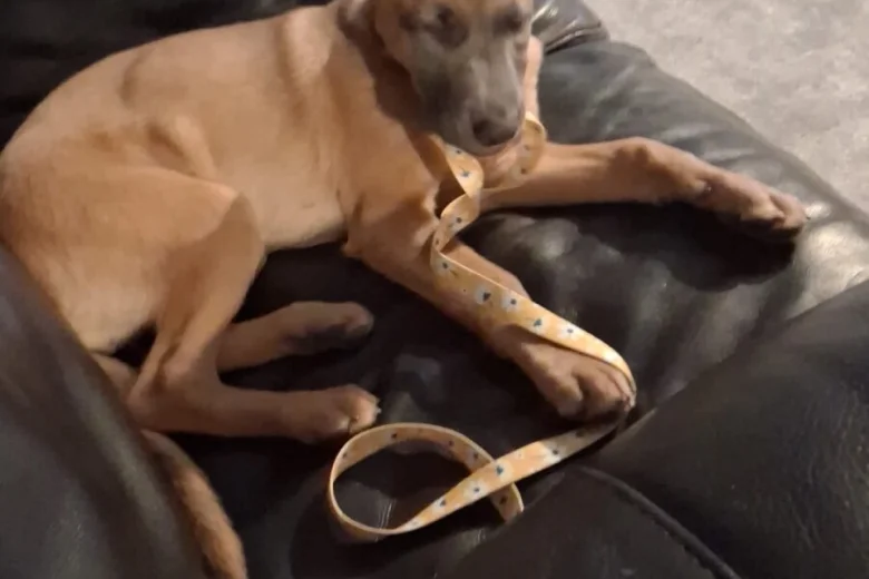 Belgian Shepherd Dog Malinois