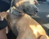 Belgian Shepherd Dog Malinois