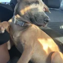 Belgian Shepherd Dog Malinois