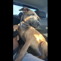 Belgian Shepherd Dog Malinois