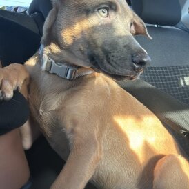 Belgian Shepherd Dog Malinois