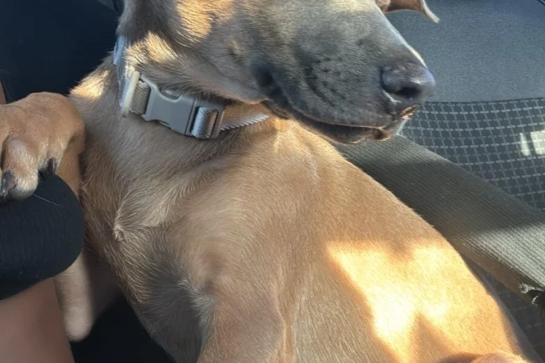 Belgian Shepherd Dog Malinois