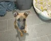 Belgian Shepherd Dog Malinois