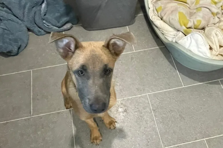 Belgian Shepherd Dog Malinois