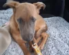 Belgian Shepherd Dog Malinois