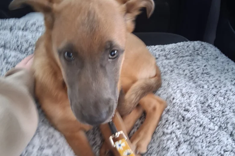 Belgian Shepherd Dog Malinois