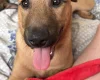 Belgian Shepherd Dog Malinois