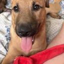 Belgian Shepherd Dog Malinois