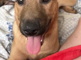Belgian Shepherd Dog Malinois