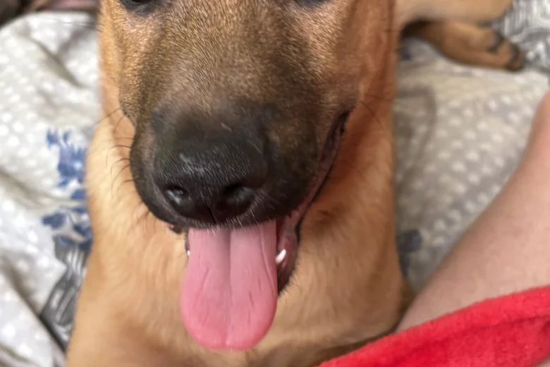 Belgian Shepherd Dog Malinois