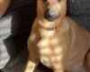 Belgian Shepherd Dog Malinois