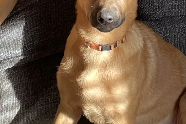 Belgian Shepherd Dog Malinois