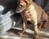 Belgian Shepherd Dog Malinois