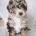 Bernedoodle