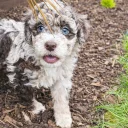 Bernedoodle