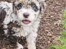 Bernedoodle