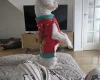 Bichon Frise