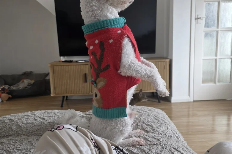 Bichon Frise