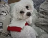 Bichon Frise
