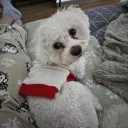 Bichon Frise