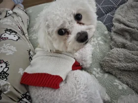 Bichon Frise