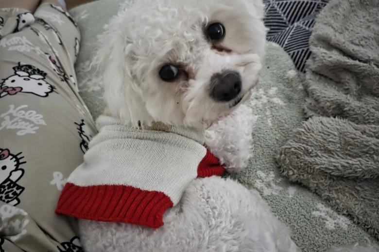 Bichon Frise