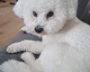Bichon Frise