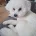Bichon Frise