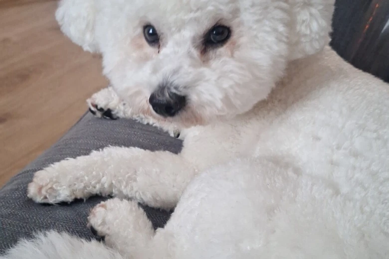 Bichon Frise