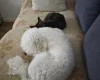 Bichon Frise