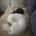 Bichon Frise