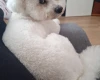 Bichon Frise