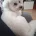 Bichon Frise