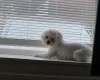 Bichon Frise