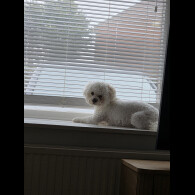 Bichon Frise