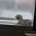 Bichon Frise