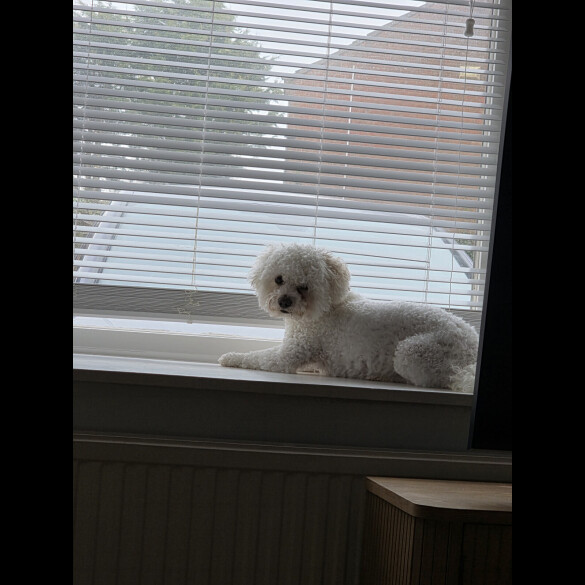 Bichon Frise