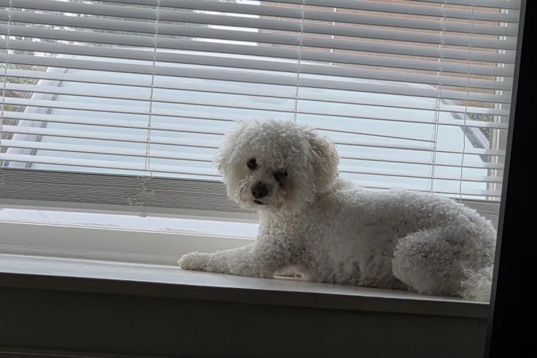 Bichon Frise