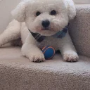 Bichon Frise