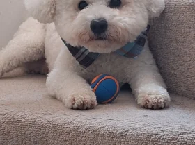 Bichon Frise