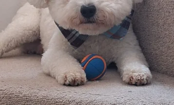 Bichon Frise