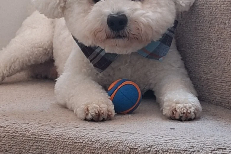 Bichon Frise