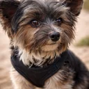 Biewer Terrier