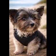 Biewer Terrier