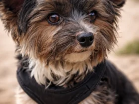 Biewer Terrier